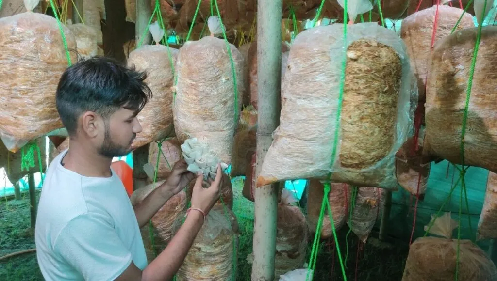 Yashraj Sahu taking care of Mushrooms