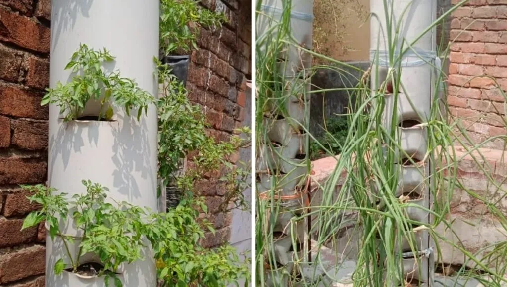 vertical garden with  pvc Pine 