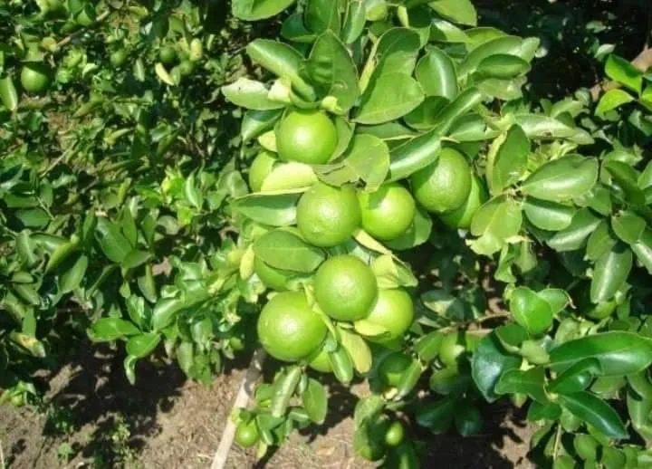 green lemon in farm