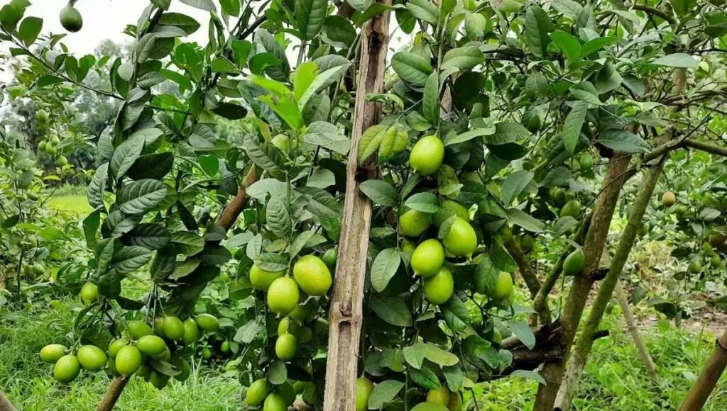 lemon farming