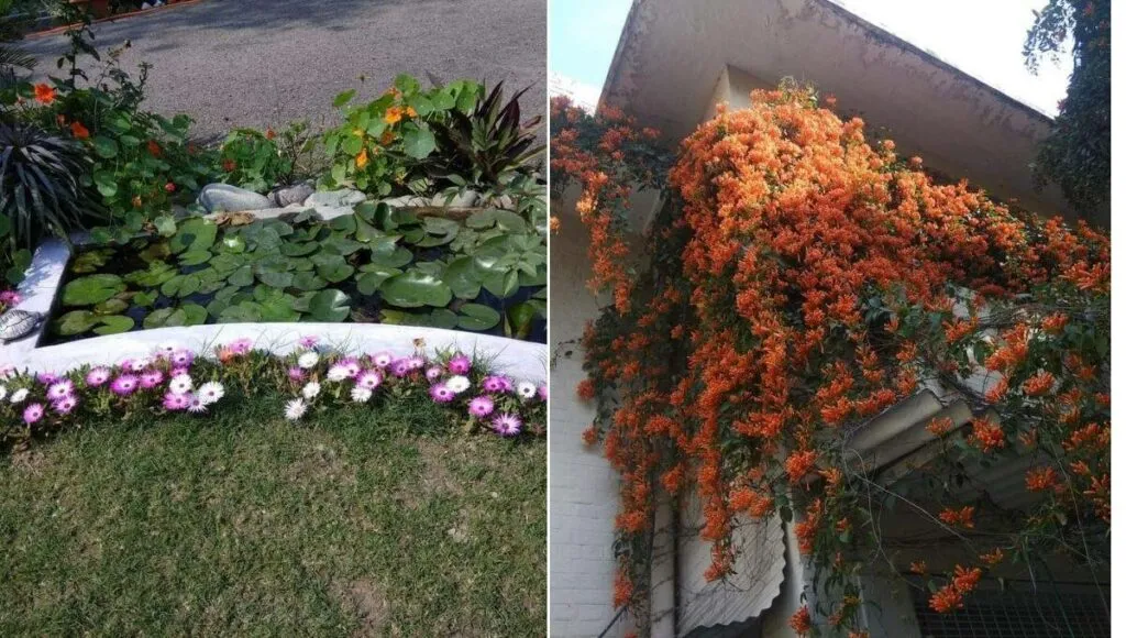 award wining garden of rajeev kumar 