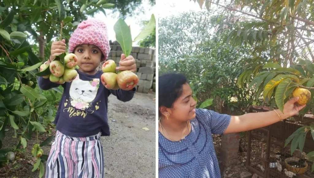 home kitchen garden 