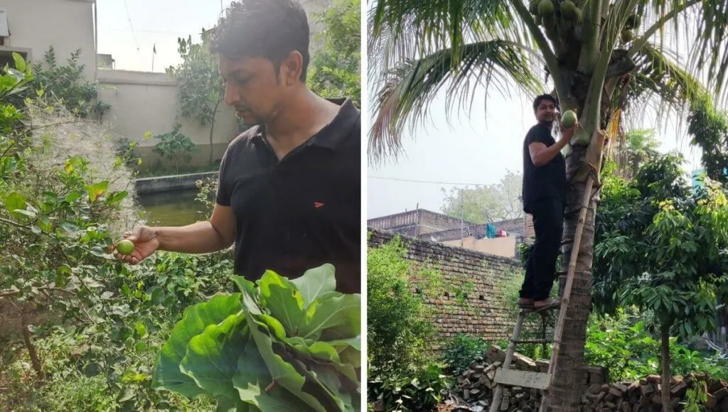 vegetable and fruit garden in a farm house in Patna