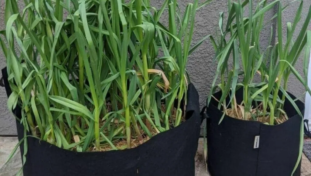 garlic plants in grow bags 