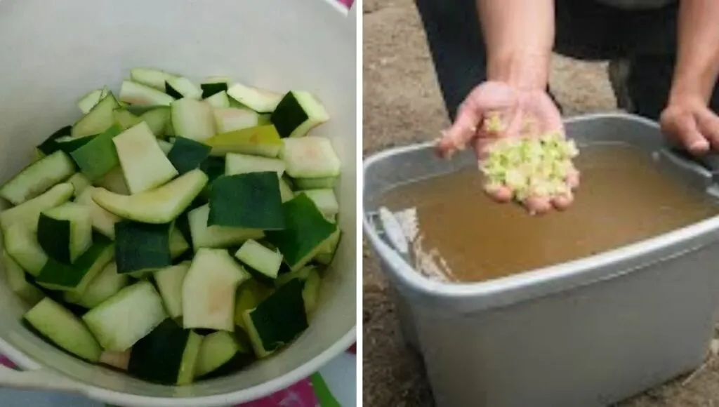 Watermelon peel fertilizer  for plants 