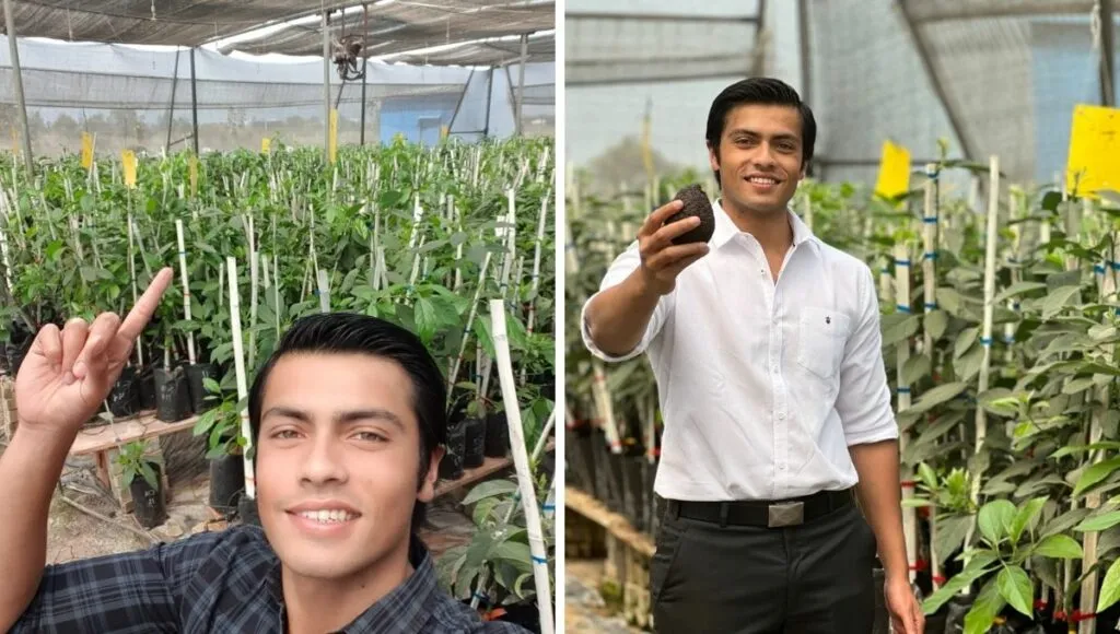 Avocado farming  in Bhopal 