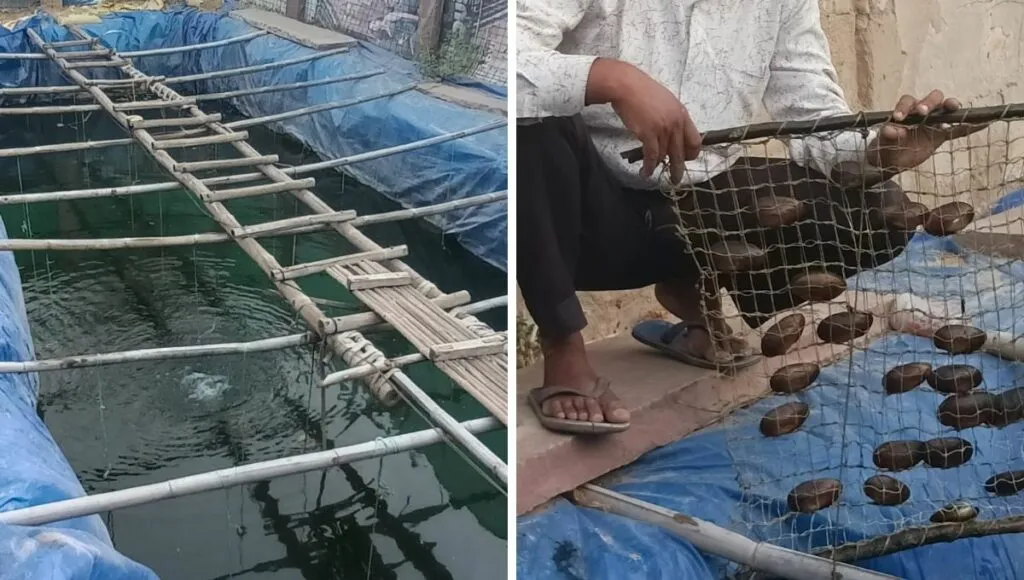 pond for pearl farming 
