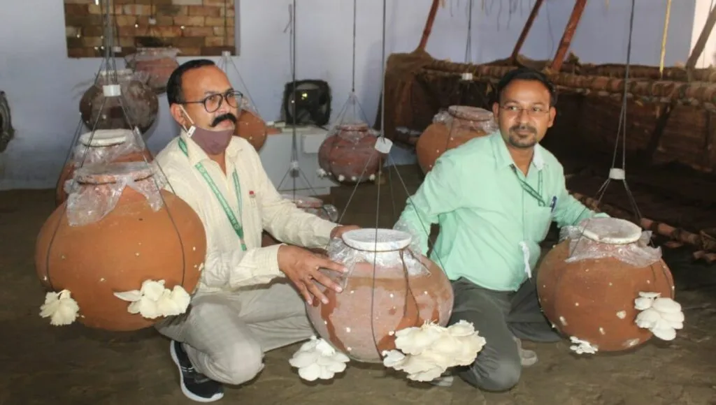 dr. sk bairwa growing mushroom in earthen pot 