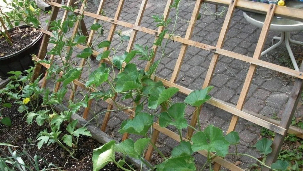 frame for bottle gourd 