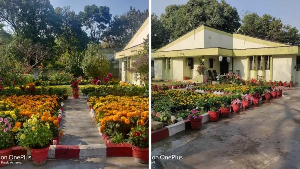 Home garden with lots of flower 