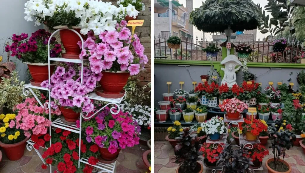 Lots of Flowers In Jitendra kumar's garden 
