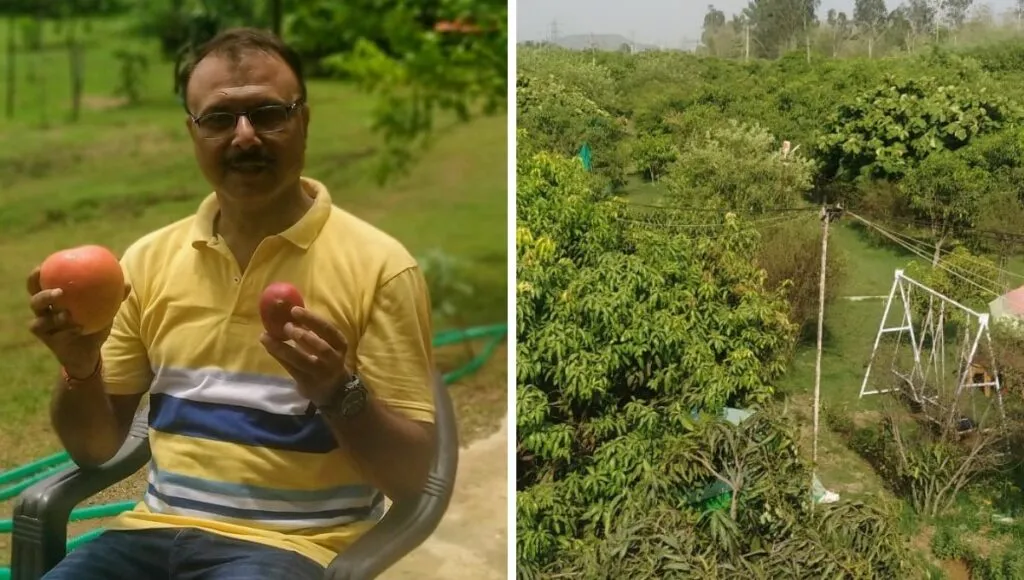 Growing world most expensive mango miyazaki 