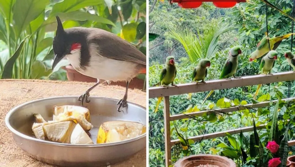 many bird at her window 