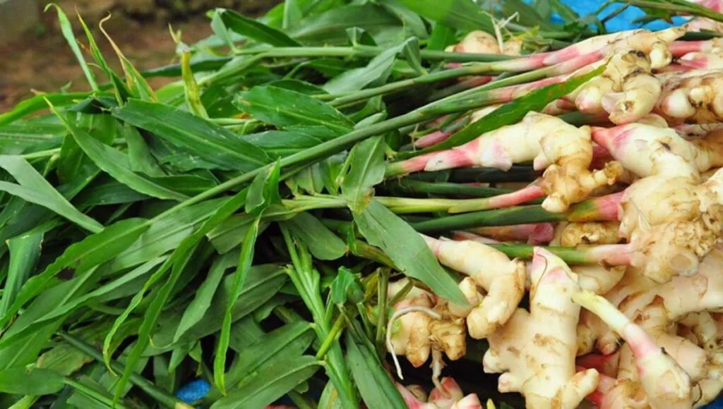 grow ginger in june 
