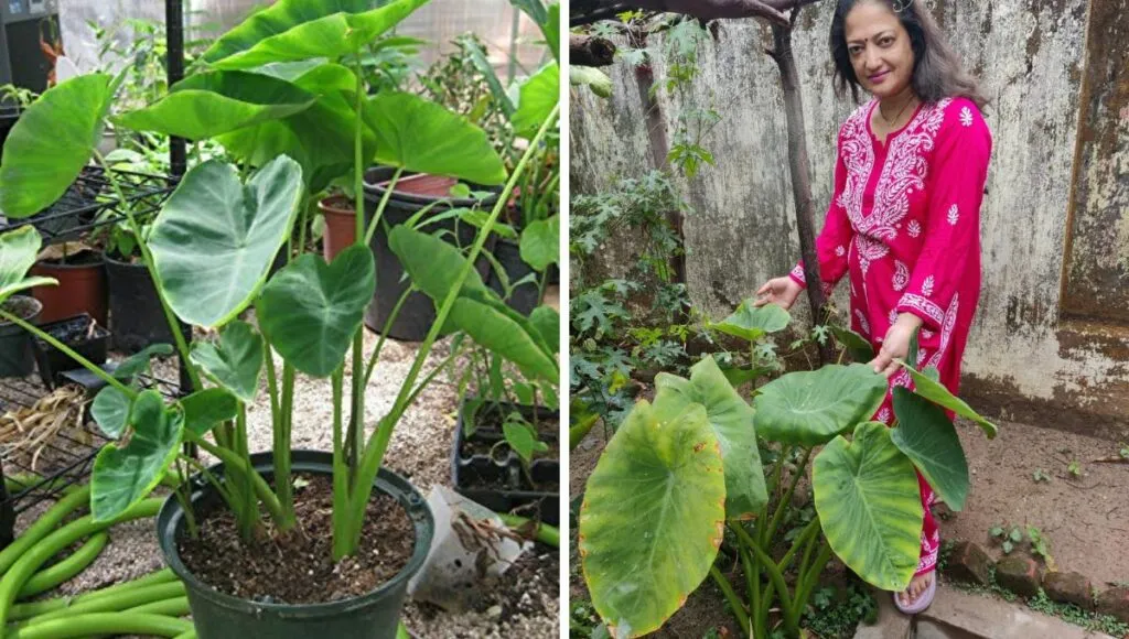 vegetable to grow in june 