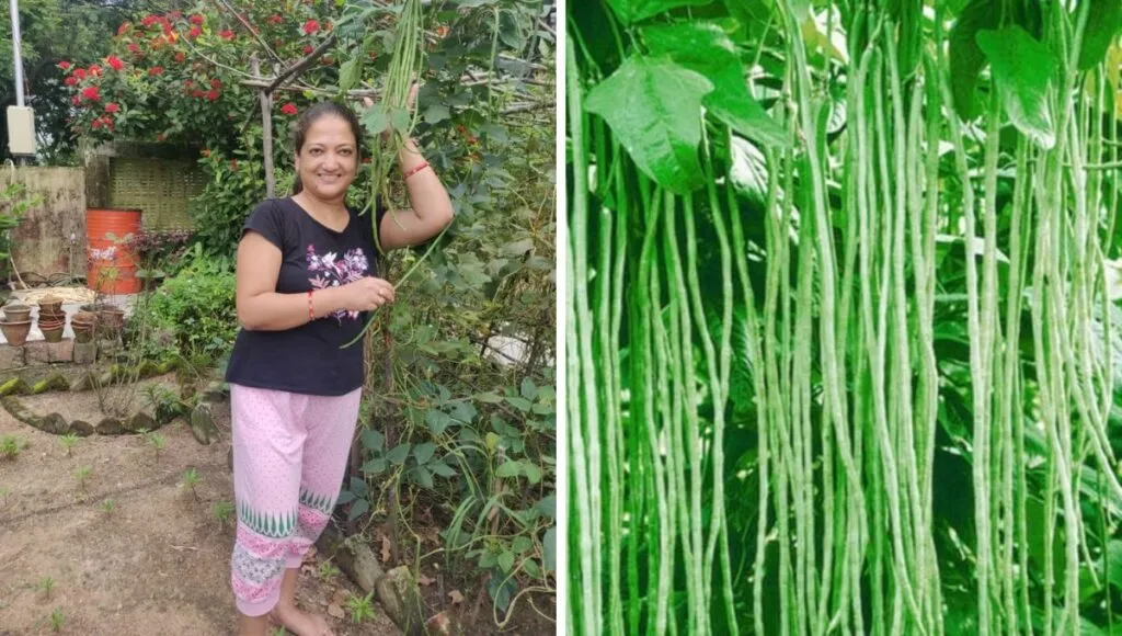 beans in kitchen garden 