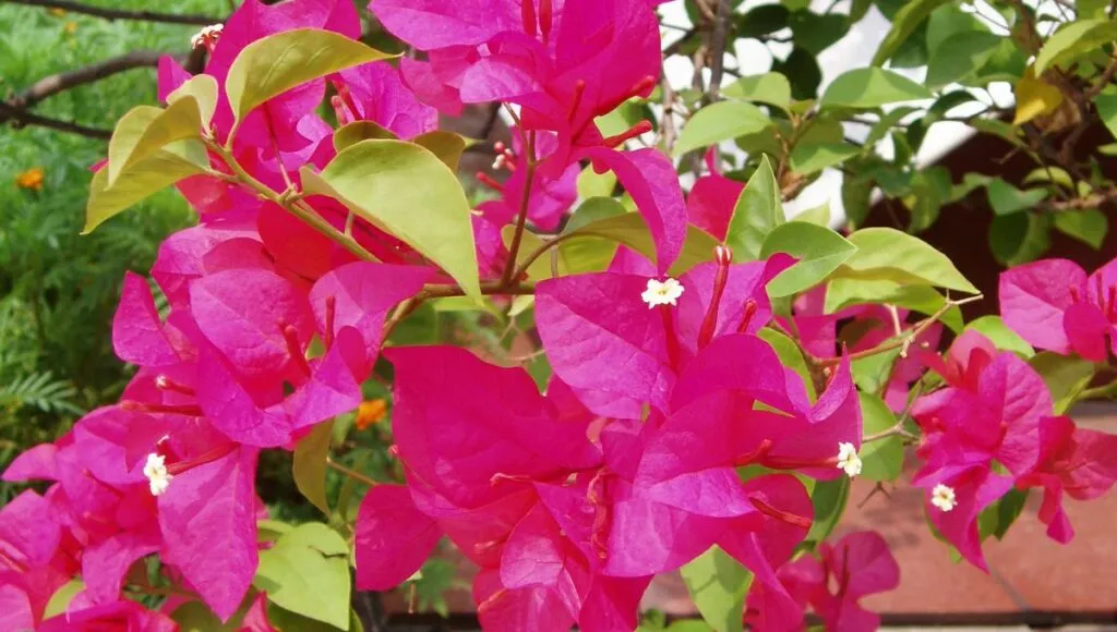 grow monsoon flower 