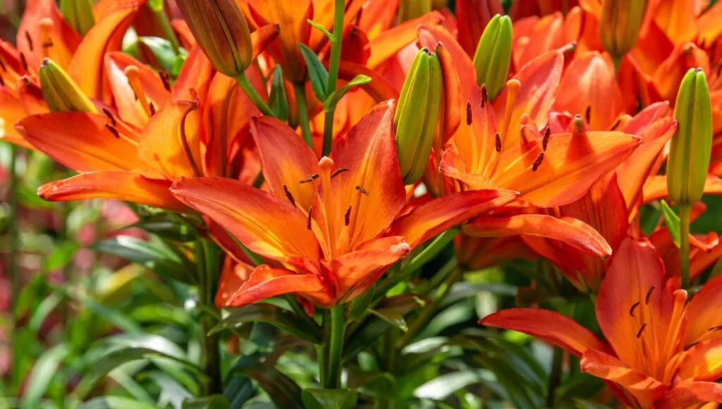 growing rain lily in monsoon 