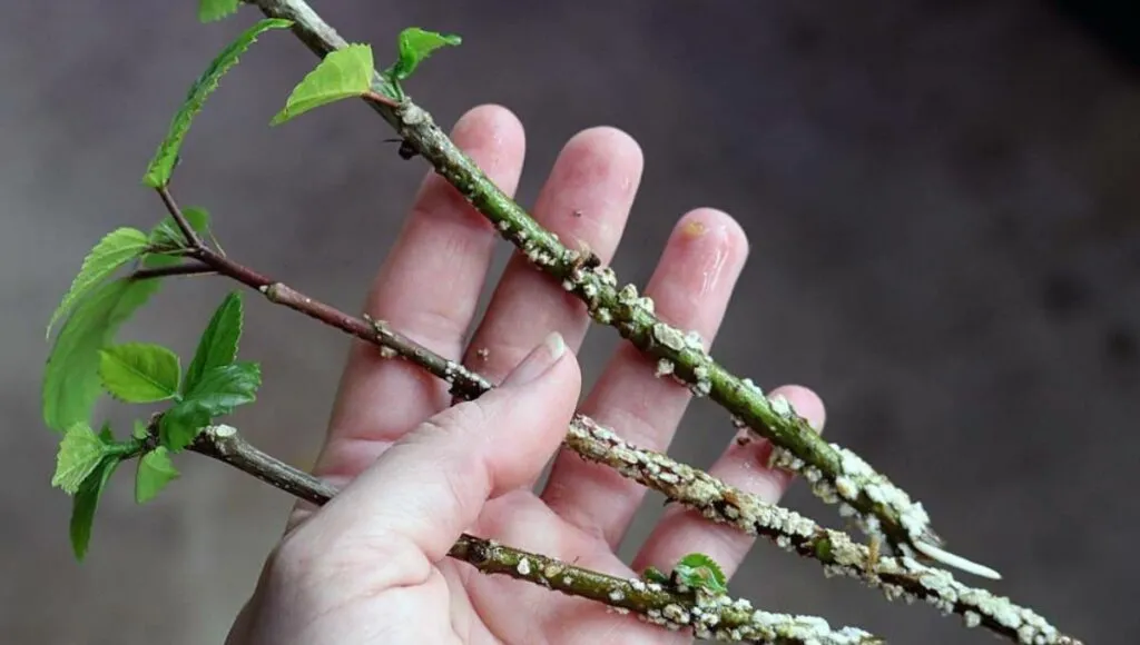 Growing Flowers in monsoon 
