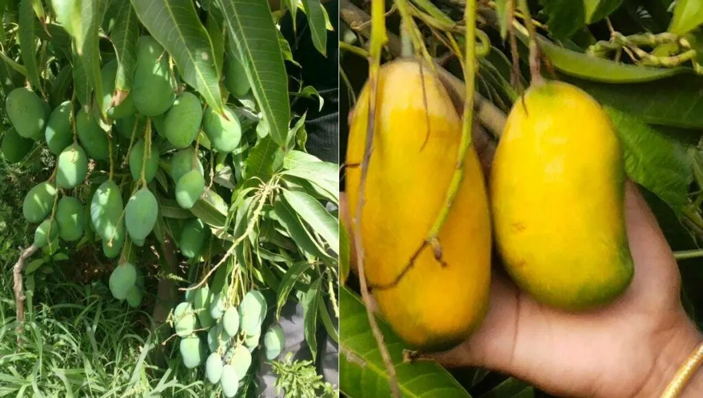 Sadabahar Mango, New Variety of Mango grown by Shreekisan Suman