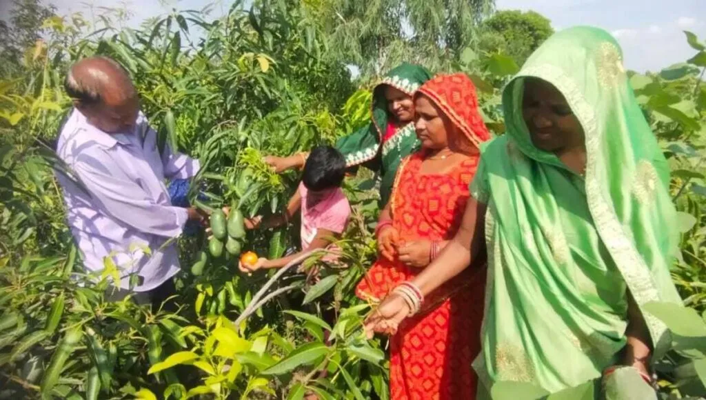 Sadabahar Mango Farming in Kota