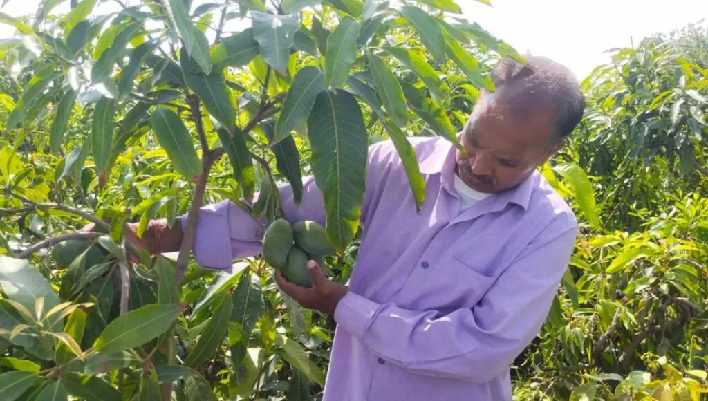 Shreekisan Suman in his Mango Farm