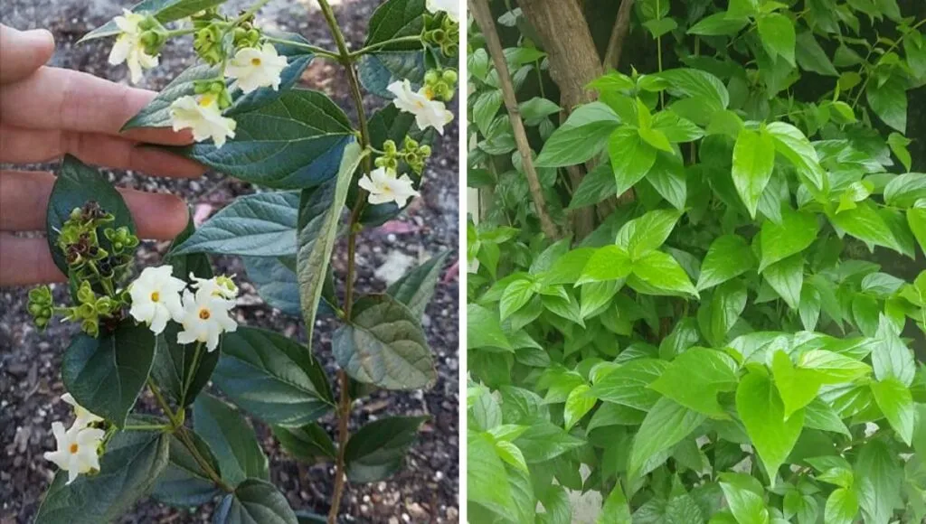  grow Parijat plant at home 