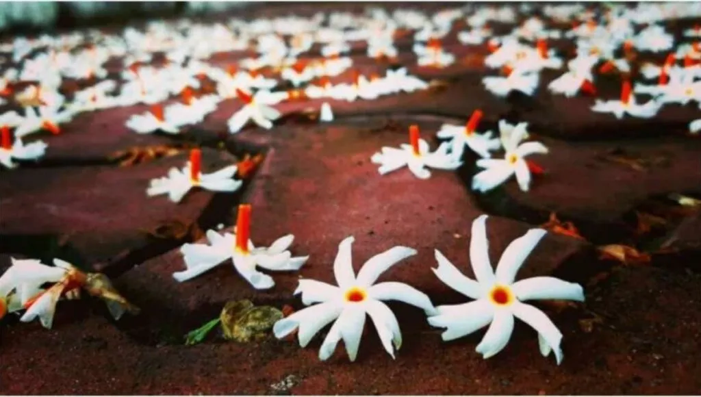 beautiful Parijat flowers 