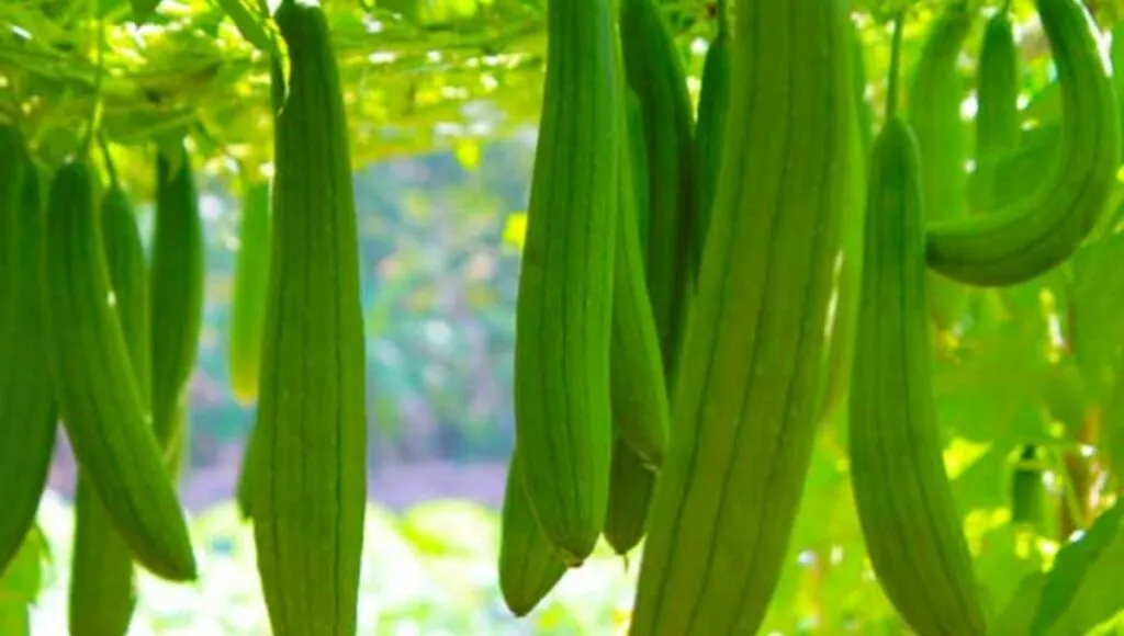 growing turai at home in the month of july<br />
