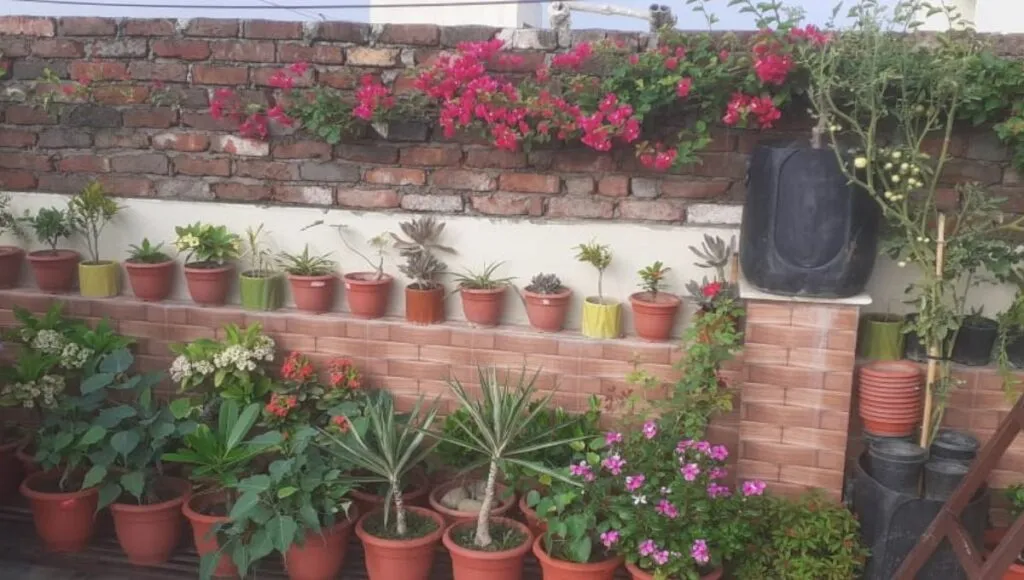 Flowers in Terrace Garden 