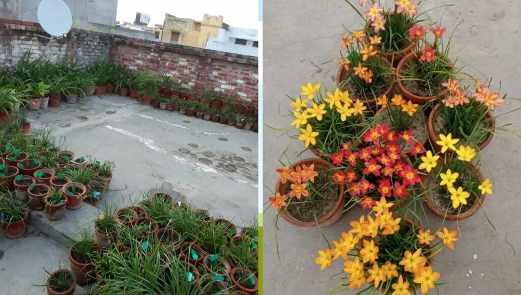 Lily Plants On Terrace Garden 