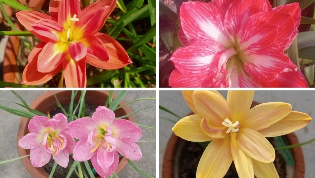 Varieties Of Rain Lilly 