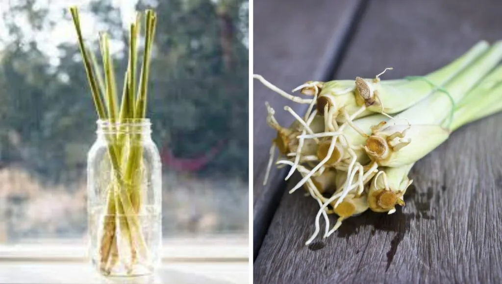 Grow Lemongrass in water 