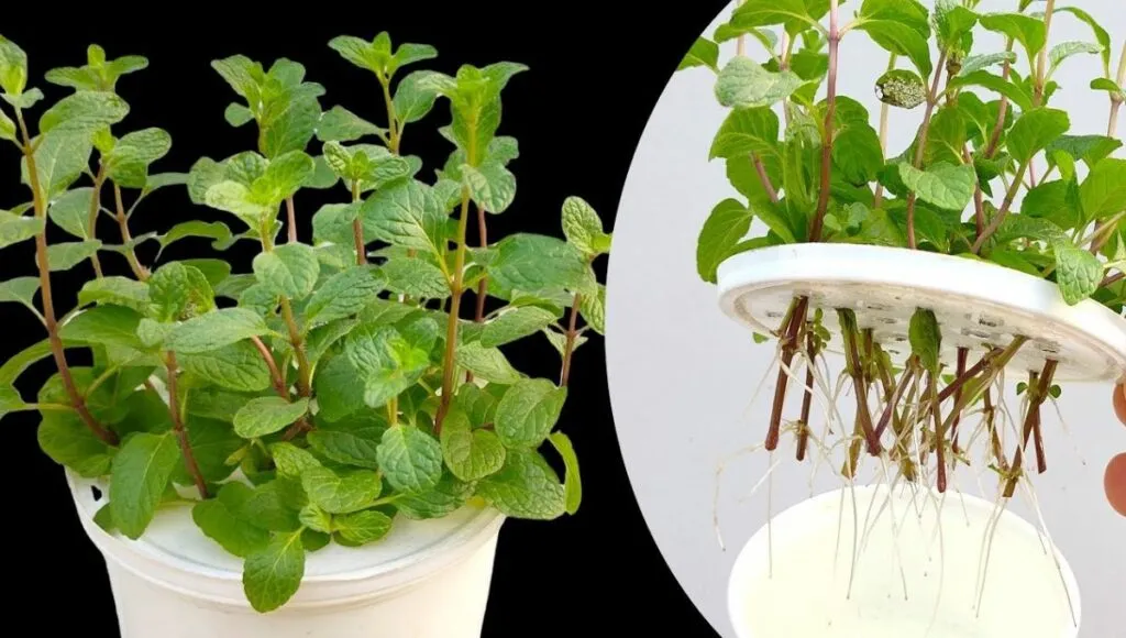 grow herbs in water 