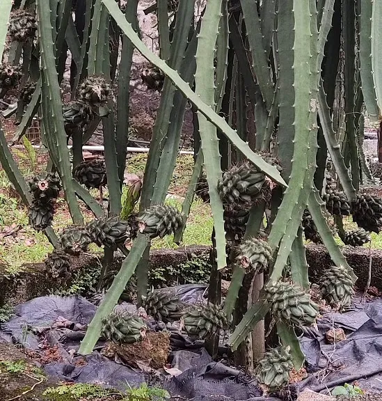 Raw dragon fruits in the nursery.<br />
