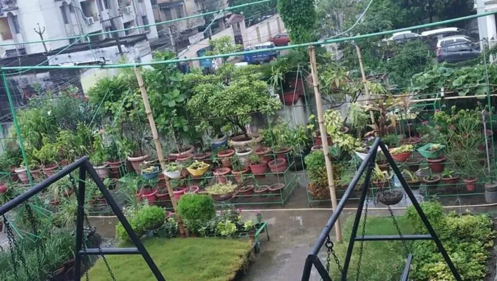 Manoranjan sahay beautiful terrace garden in patna 