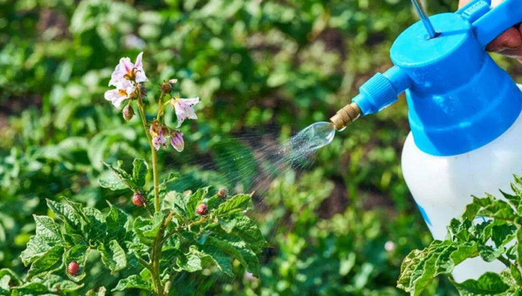 Homemade organic fungicide 