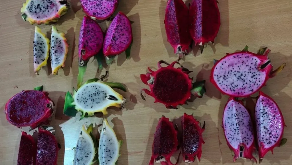 Different varieties of dragon fruit