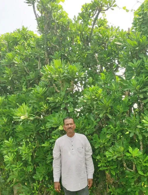 The farmer’s cactus bio fence has now grown up to 12 ft and encircles his 30-acre farm.