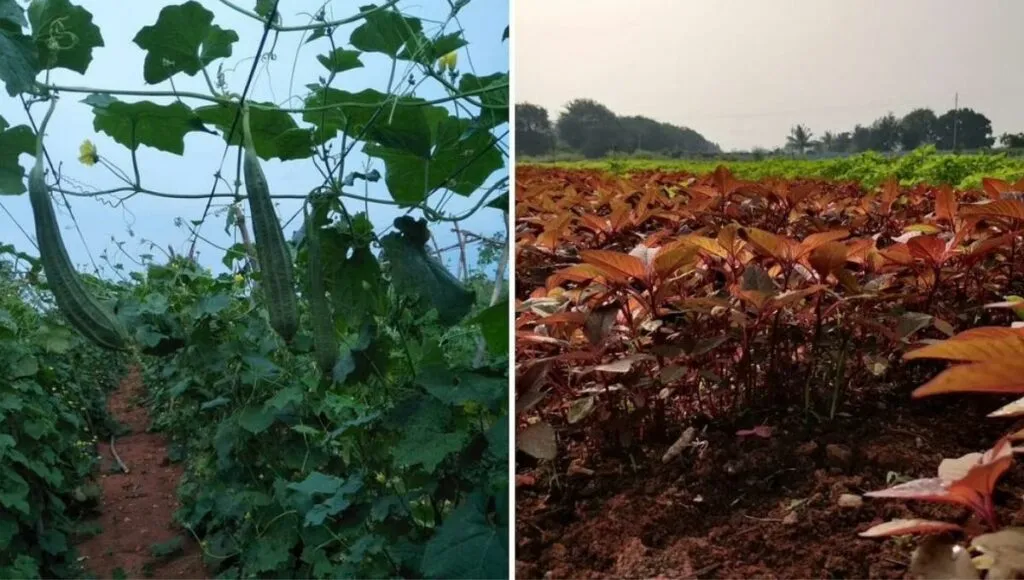 Ridge gourd and spinach at Roja’s organic farm.