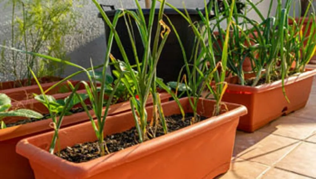 Winter vegetable garlic's seed to sow in September 