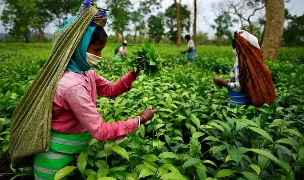 Assam is famous for its beautiful tea gardens.<br />
