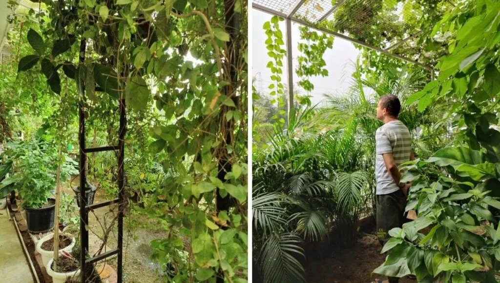 Akahsy in his garden 
