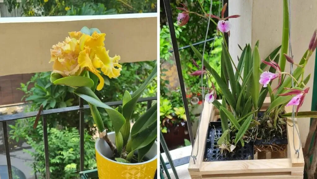 Orchid plants in Mary's Home 