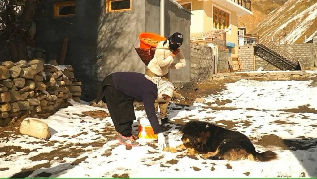 Women feeding dogs 