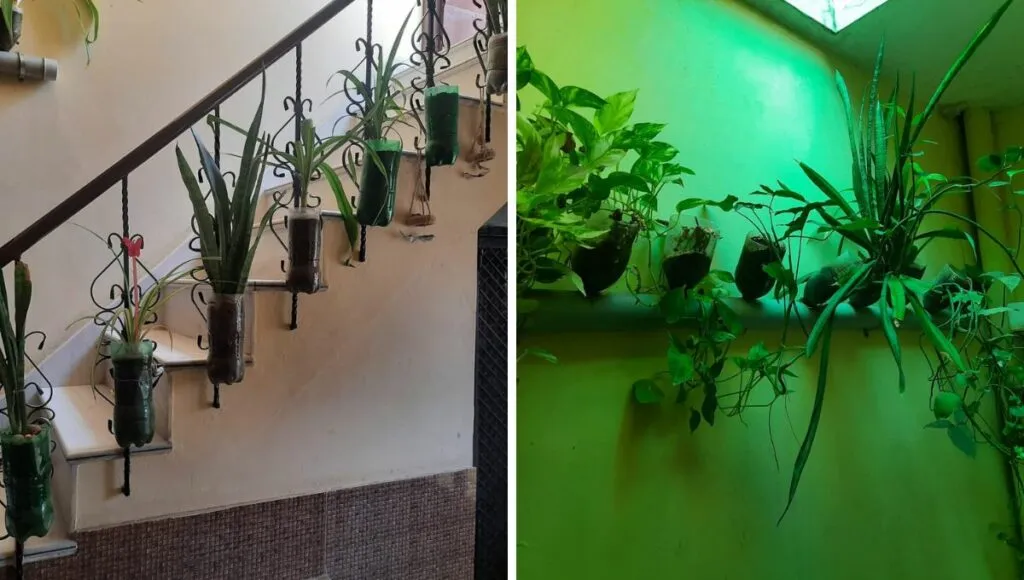 Plants in cold drink bottles 