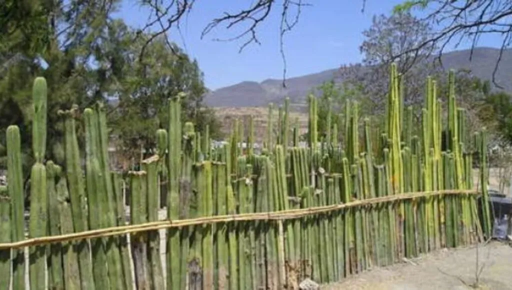 Breathing bio fencing 