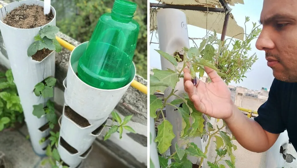 Growing Vegetable In PVC Pine 