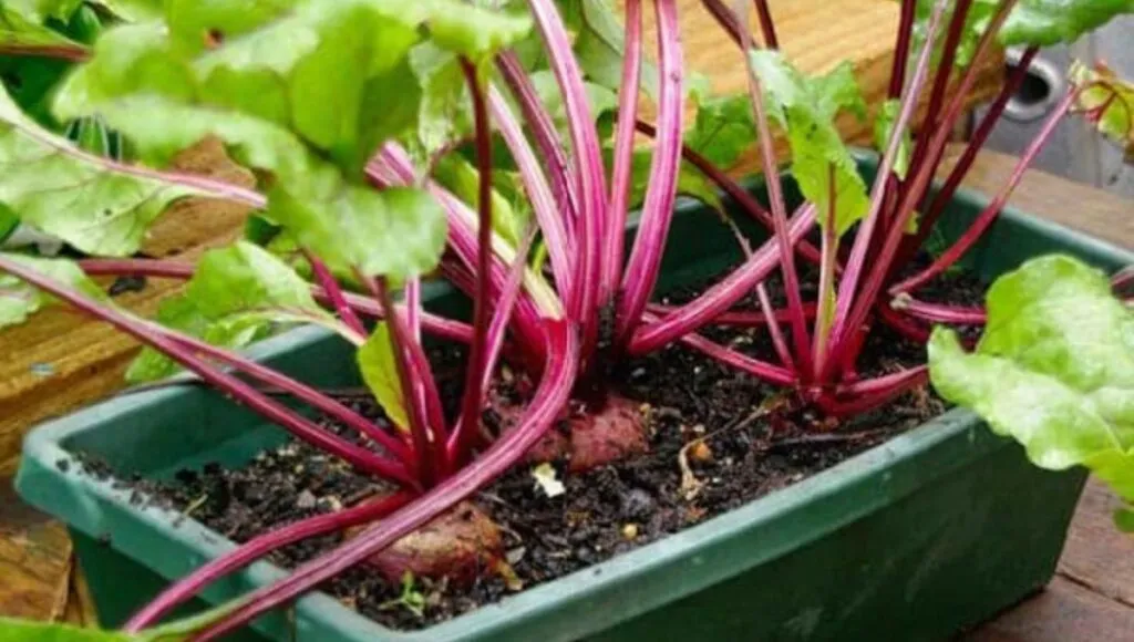 winter vegetable Beetroots plant