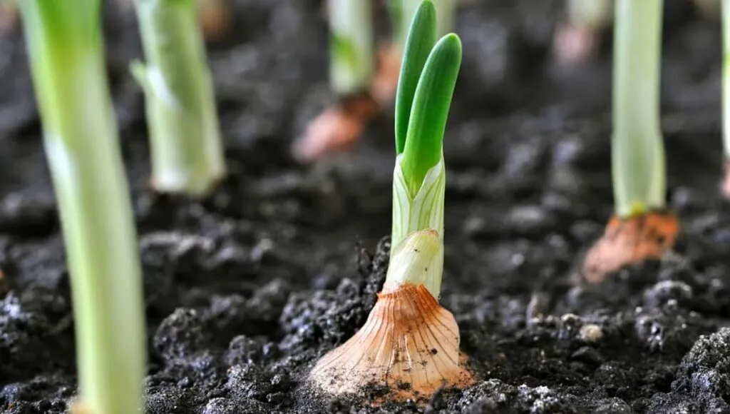 Spring Onion plant 